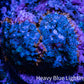 Ultra Rhodactis Coral -  WYSIWYG 2cm H1R1B2 Ultra Rhodactis Coral -  WYSIWYG 2cm H1R1B2 Animals & Pet Supplies Ultra Rhodactis Coral -  WYSIWYG 2cm H1R1B2 Zeo Box Reef