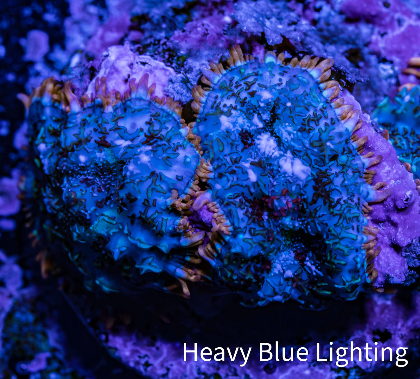 Ultra Rhodactis Coral -  WYSIWYG 2cm H1R1B2 Ultra Rhodactis Coral -  WYSIWYG 2cm H1R1B2 Animals & Pet Supplies Ultra Rhodactis Coral -  WYSIWYG 2cm H1R1B2 Zeo Box Reef