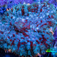 Ultra Rhodactis Coral -  WYSIWYG 2cm H2R1B2 Ultra Rhodactis Coral -  WYSIWYG 2cm H2R1B2 Animals & Pet Supplies Ultra Rhodactis Coral -  WYSIWYG 2cm H2R1B2 Zeo Box Reef