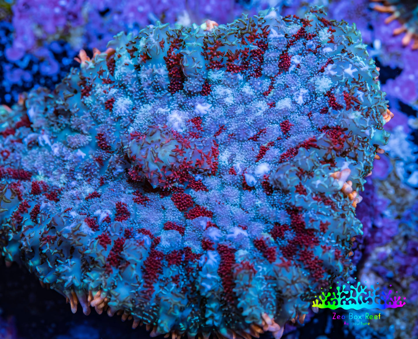 Ultra Rhodactis Coral -  WYSIWYG 2cm H2R1B2 Ultra Rhodactis Coral -  WYSIWYG 2cm H2R1B2 Animals & Pet Supplies Ultra Rhodactis Coral -  WYSIWYG 2cm H2R1B2 Zeo Box Reef