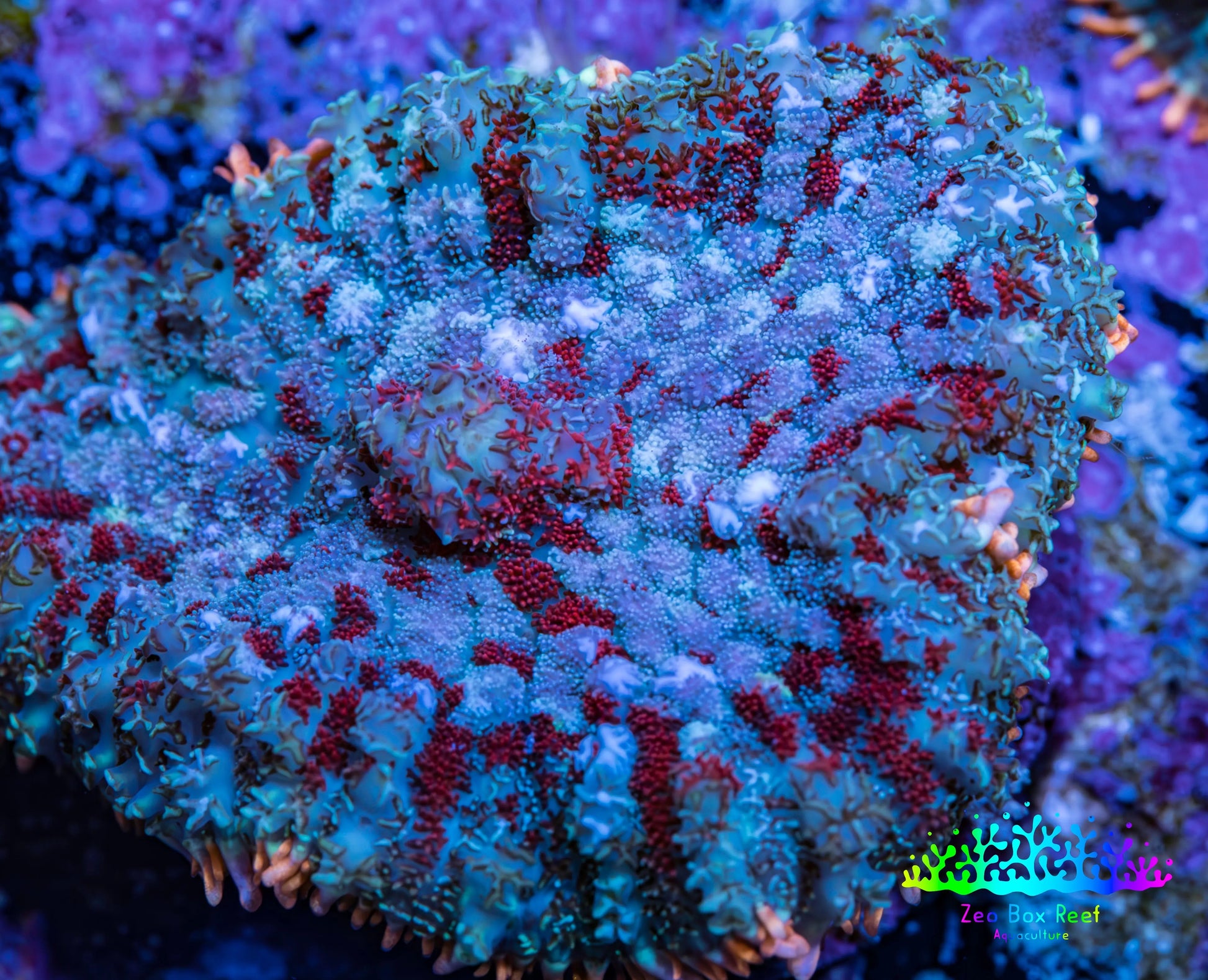 Ultra Rhodactis Coral -  WYSIWYG 2cm H2R1B2 Ultra Rhodactis Coral -  WYSIWYG 2cm H2R1B2 Animals & Pet Supplies Ultra Rhodactis Coral -  WYSIWYG 2cm H2R1B2 Zeo Box Reef