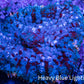 Ultra Rhodactis Coral -  WYSIWYG 2cm H2R1B2 Ultra Rhodactis Coral -  WYSIWYG 2cm H2R1B2 Animals & Pet Supplies Ultra Rhodactis Coral -  WYSIWYG 2cm H2R1B2 Zeo Box Reef