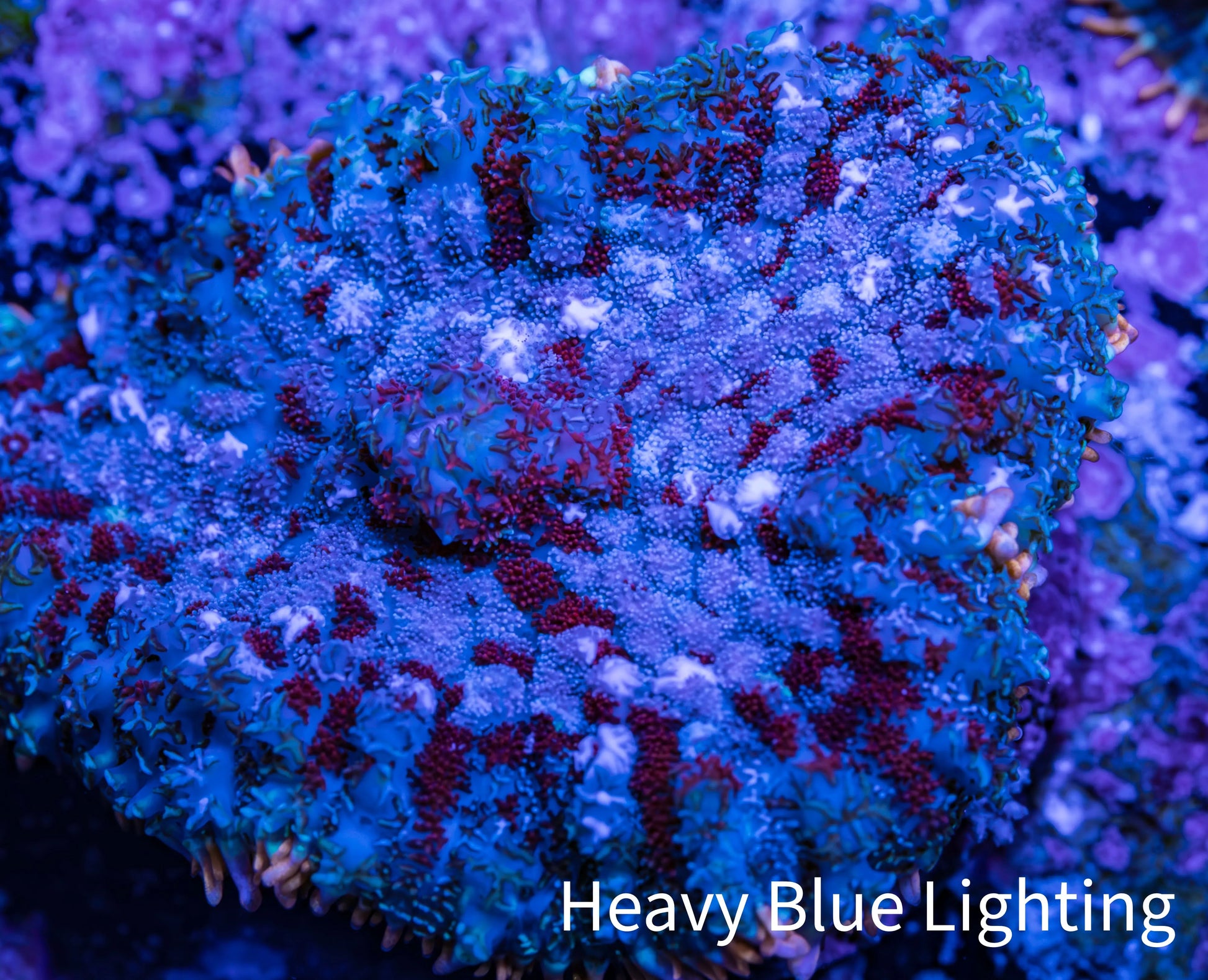 Ultra Rhodactis Coral -  WYSIWYG 2cm H2R1B2 Ultra Rhodactis Coral -  WYSIWYG 2cm H2R1B2 Animals & Pet Supplies Ultra Rhodactis Coral -  WYSIWYG 2cm H2R1B2 Zeo Box Reef