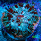 Ultra Rhodactis Coral -  WYSIWYG 2cm S10R1B2 Ultra Rhodactis Coral -  WYSIWYG 2cm S10R1B2 Animals & Pet Supplies Ultra Rhodactis Coral -  WYSIWYG 2cm S10R1B2 Zeo Box Reef