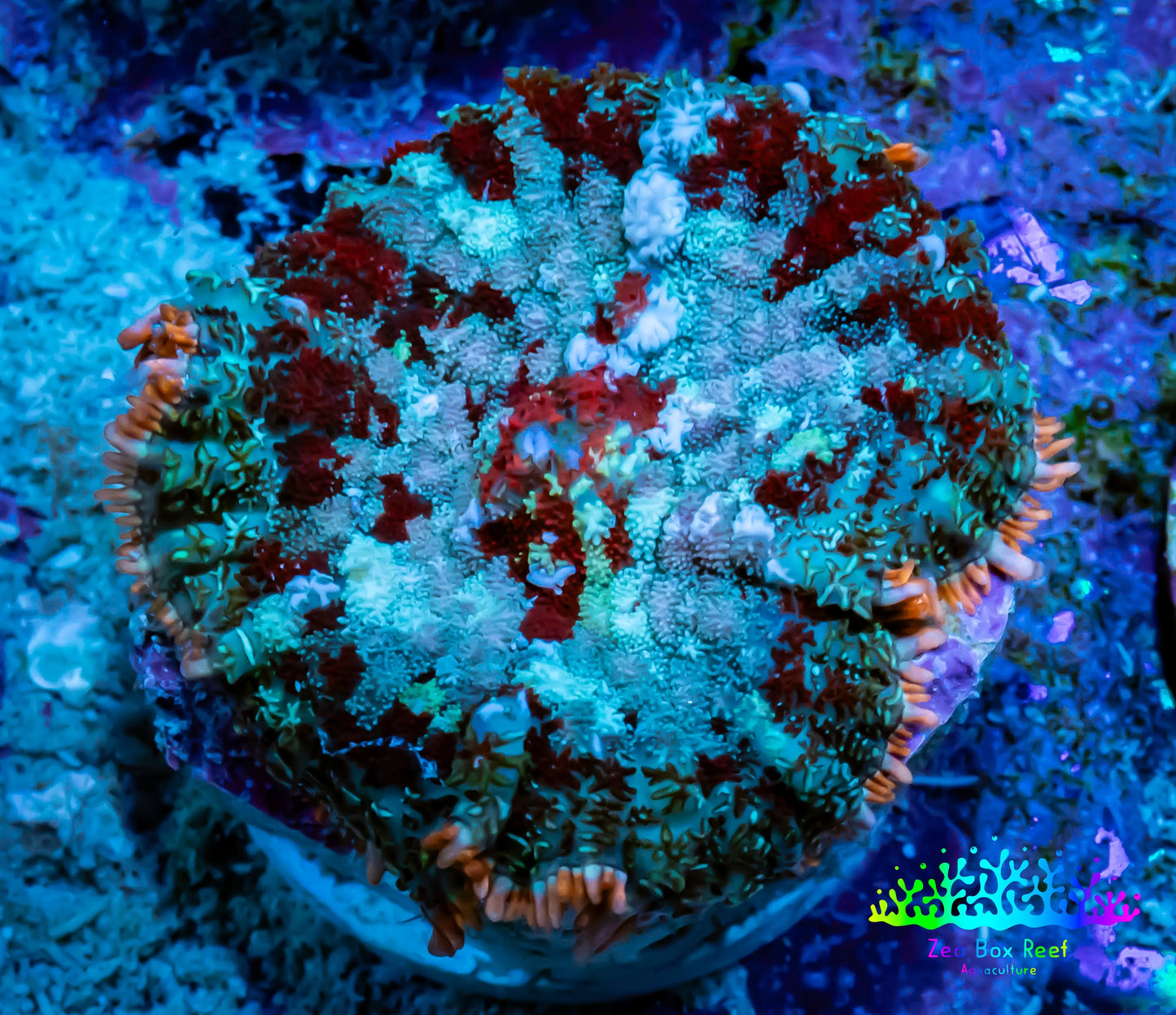 Ultra Rhodactis Coral -  WYSIWYG 2cm S10R1B2 Ultra Rhodactis Coral -  WYSIWYG 2cm S10R1B2 Animals & Pet Supplies Ultra Rhodactis Coral -  WYSIWYG 2cm S10R1B2 Zeo Box Reef