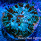 Ultra Rhodactis Coral -  WYSIWYG 2cm S10R1B2 Ultra Rhodactis Coral -  WYSIWYG 2cm S10R1B2 Animals & Pet Supplies Ultra Rhodactis Coral -  WYSIWYG 2cm S10R1B2 Zeo Box Reef