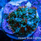 Ultra Rhodactis Coral -  WYSIWYG 2cm T4R1B2 Ultra Rhodactis Coral -  WYSIWYG 2cm T4R1B2 Animals & Pet Supplies Ultra Rhodactis Coral -  WYSIWYG 2cm T4R1B2 Zeo Box Reef