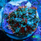 Ultra Rhodactis Coral -  WYSIWYG 2cm T4R1B2 Ultra Rhodactis Coral -  WYSIWYG 2cm T4R1B2 Animals & Pet Supplies Ultra Rhodactis Coral -  WYSIWYG 2cm T4R1B2 Zeo Box Reef