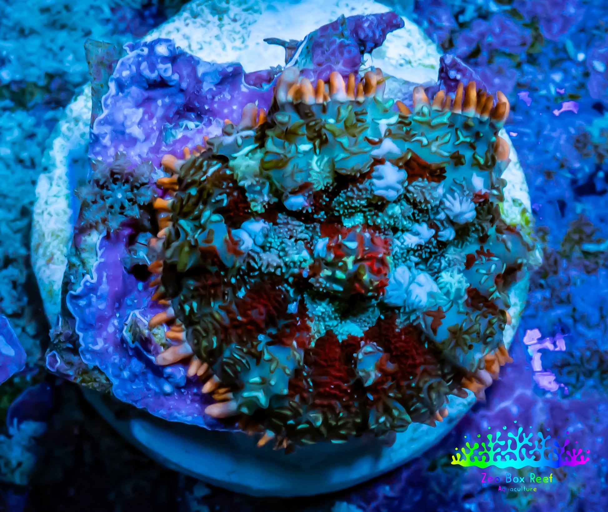 Ultra Rhodactis Coral -  WYSIWYG 2cm T4R1B2 Ultra Rhodactis Coral -  WYSIWYG 2cm T4R1B2 Animals & Pet Supplies Ultra Rhodactis Coral -  WYSIWYG 2cm T4R1B2 Zeo Box Reef