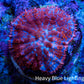 Ultra Rhodactis Coral -  WYSIWYG 2cm Ultra Rhodactis Coral -  WYSIWYG 2cm Animals & Pet Supplies Ultra Rhodactis Coral -  WYSIWYG 2cm Zeo Box Reef