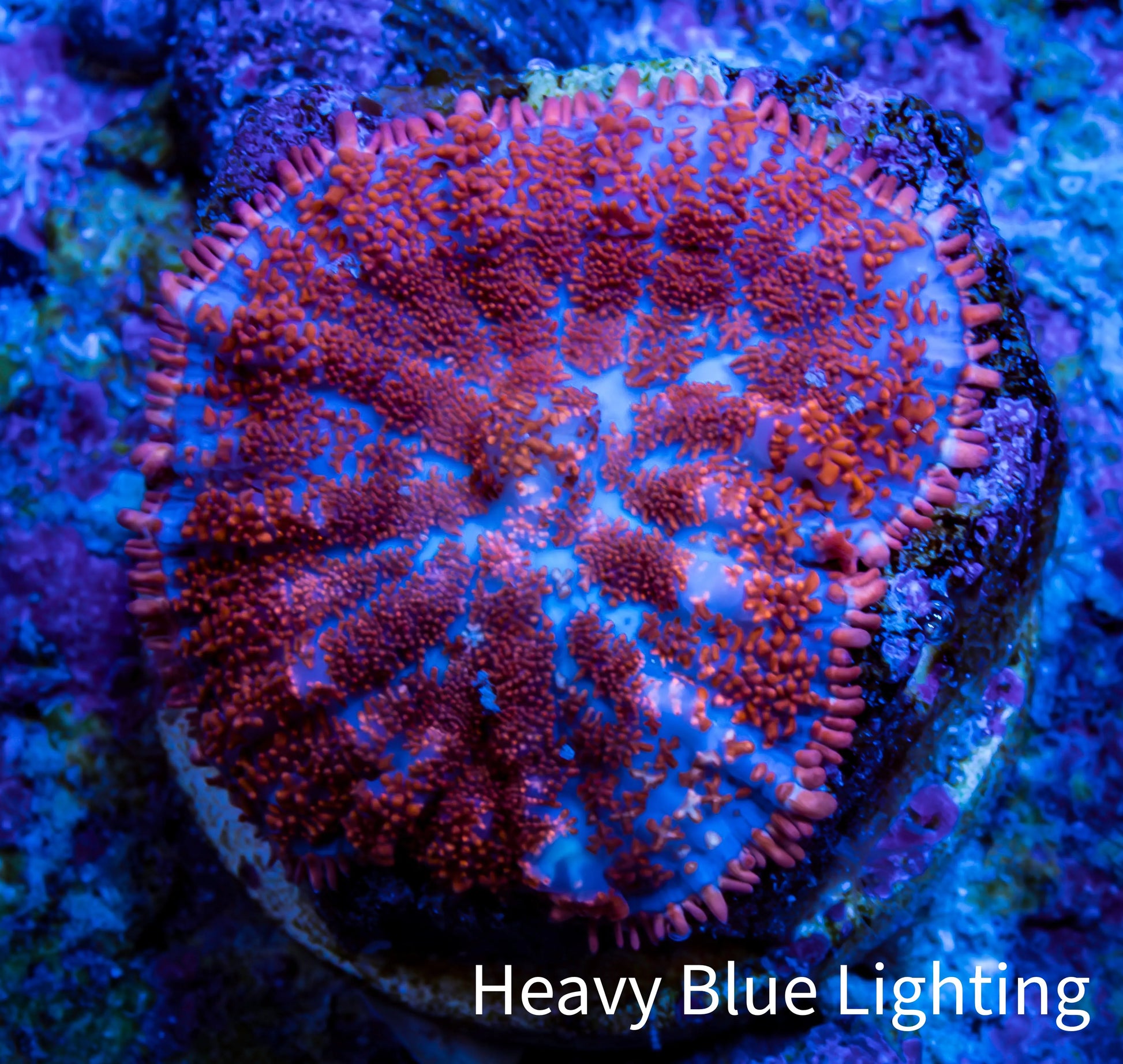 Ultra Rhodactis Coral -  WYSIWYG 2cm Ultra Rhodactis Coral -  WYSIWYG 2cm Animals & Pet Supplies Ultra Rhodactis Coral -  WYSIWYG 2cm Zeo Box Reef