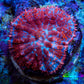 Ultra Rhodactis Coral -  WYSIWYG 2cm Ultra Rhodactis Coral -  WYSIWYG 2cm Animals & Pet Supplies Ultra Rhodactis Coral -  WYSIWYG 2cm Zeo Box Reef