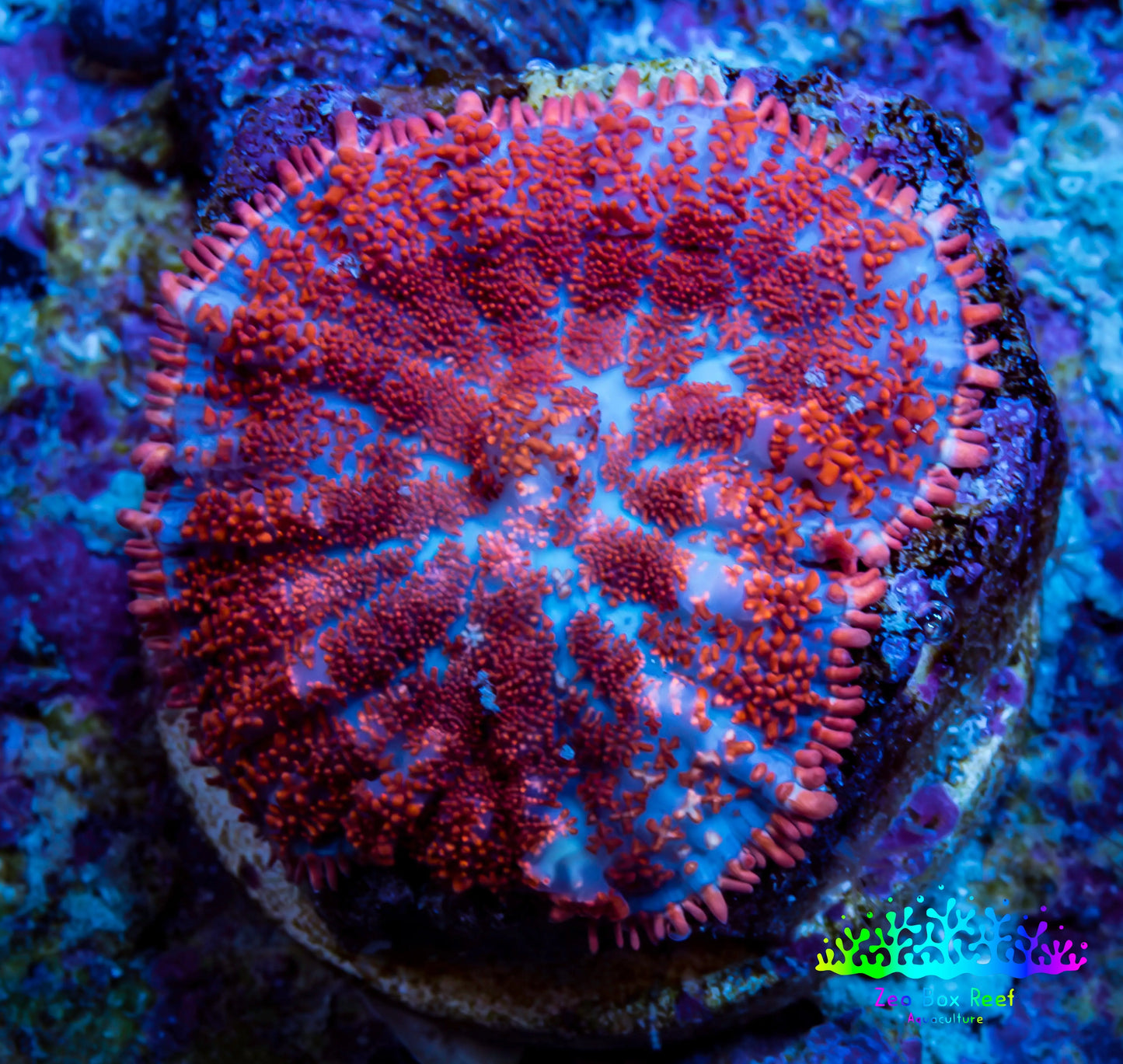 Ultra Rhodactis Coral -  WYSIWYG 2cm Ultra Rhodactis Coral -  WYSIWYG 2cm Animals & Pet Supplies Ultra Rhodactis Coral -  WYSIWYG 2cm Zeo Box Reef