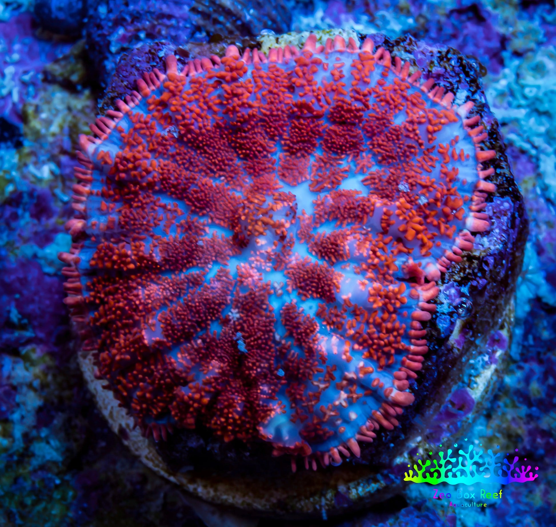 Ultra Rhodactis Coral -  WYSIWYG 2cm Ultra Rhodactis Coral -  WYSIWYG 2cm Animals & Pet Supplies Ultra Rhodactis Coral -  WYSIWYG 2cm Zeo Box Reef