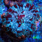 Ultra Rhodactis Coral -  WYSIWYG 2cm Ultra Rhodactis Coral -  WYSIWYG 2cm Animals & Pet Supplies Ultra Rhodactis Coral -  WYSIWYG 2cm Zeo Box Reef