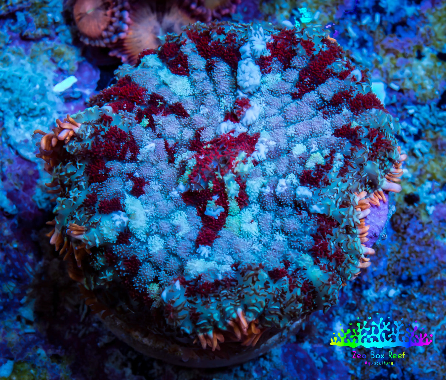 Ultra Rhodactis Coral -  WYSIWYG 2cm Ultra Rhodactis Coral -  WYSIWYG 2cm Animals & Pet Supplies Ultra Rhodactis Coral -  WYSIWYG 2cm Zeo Box Reef