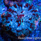 Ultra Rhodactis Coral -  WYSIWYG 2cm Ultra Rhodactis Coral -  WYSIWYG 2cm Animals & Pet Supplies Ultra Rhodactis Coral -  WYSIWYG 2cm Zeo Box Reef