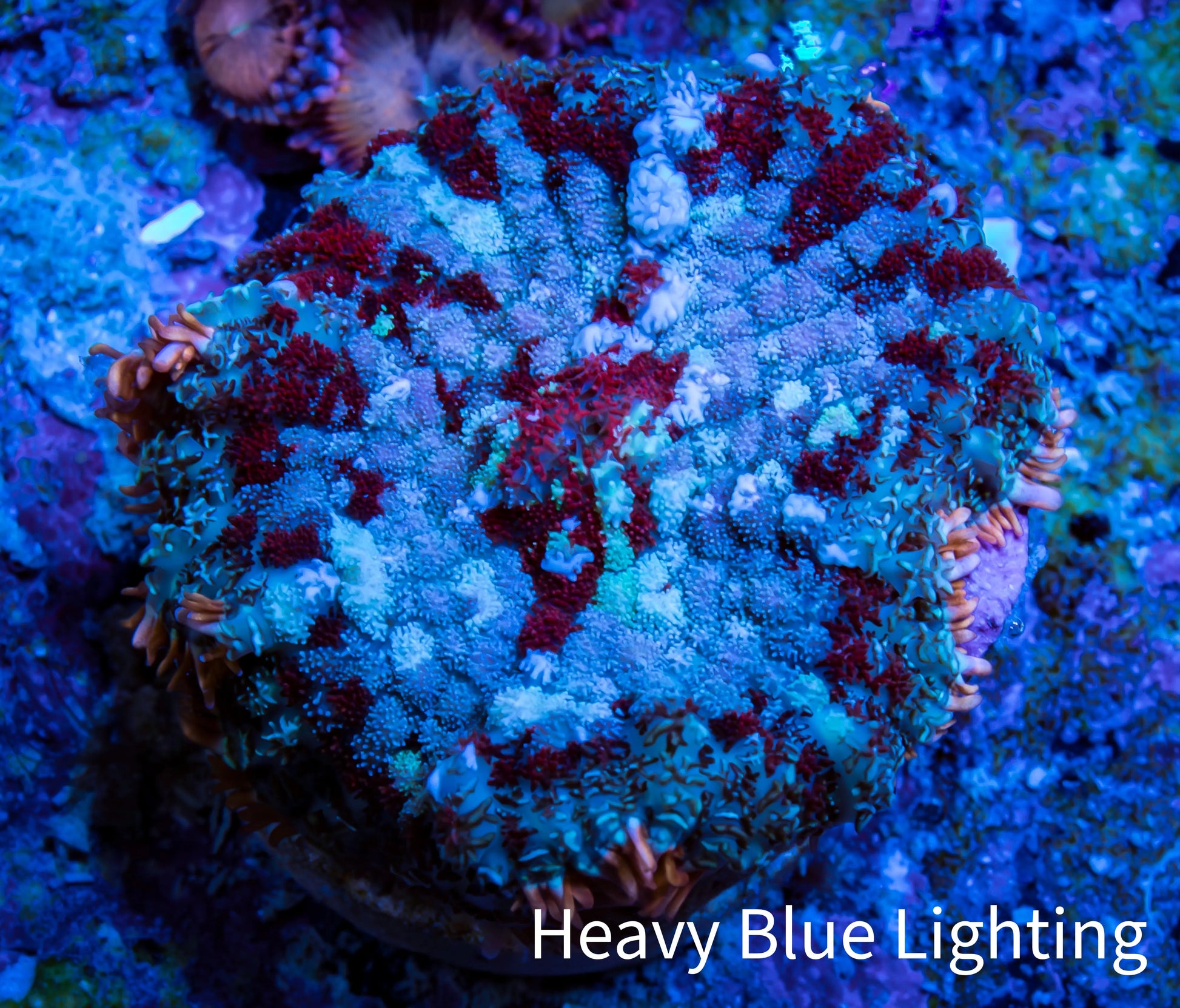 Ultra Rhodactis Coral -  WYSIWYG 2cm Ultra Rhodactis Coral -  WYSIWYG 2cm Animals & Pet Supplies Ultra Rhodactis Coral -  WYSIWYG 2cm Zeo Box Reef