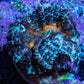 Ultra Rhodactis Coral WYSIWYG 2cm Ultra Rhodactis Coral WYSIWYG 2cm Animals & Pet Supplies Ultra Rhodactis Coral WYSIWYG 2cm Zeo Box Reef