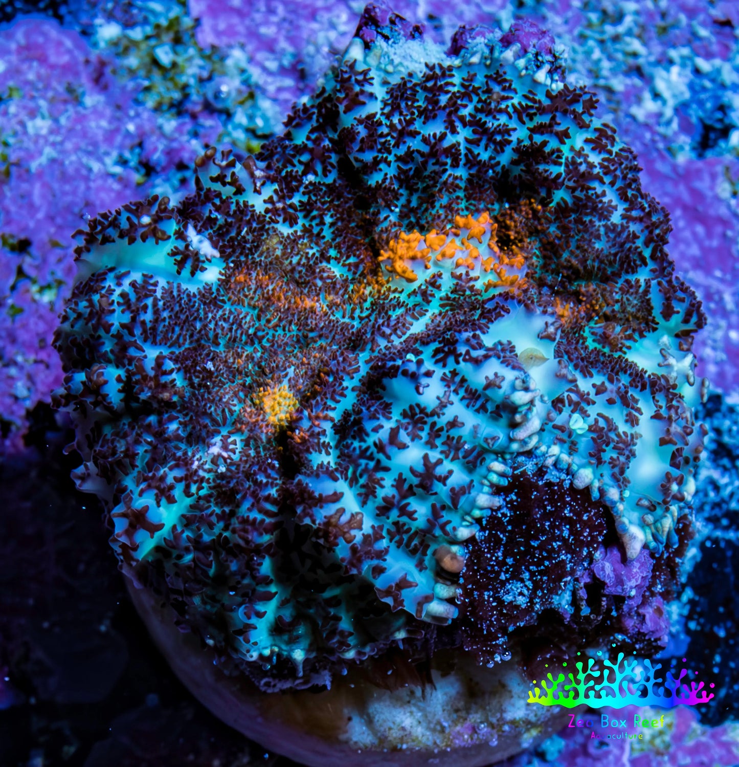 Ultra Rhodactis Coral WYSIWYG 2cm Ultra Rhodactis Coral WYSIWYG 2cm Animals & Pet Supplies Ultra Rhodactis Coral WYSIWYG 2cm Zeo Box Reef