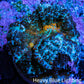 Ultra Rhodactis Coral WYSIWYG 2cm Ultra Rhodactis Coral WYSIWYG 2cm Animals & Pet Supplies Ultra Rhodactis Coral WYSIWYG 2cm Zeo Box Reef