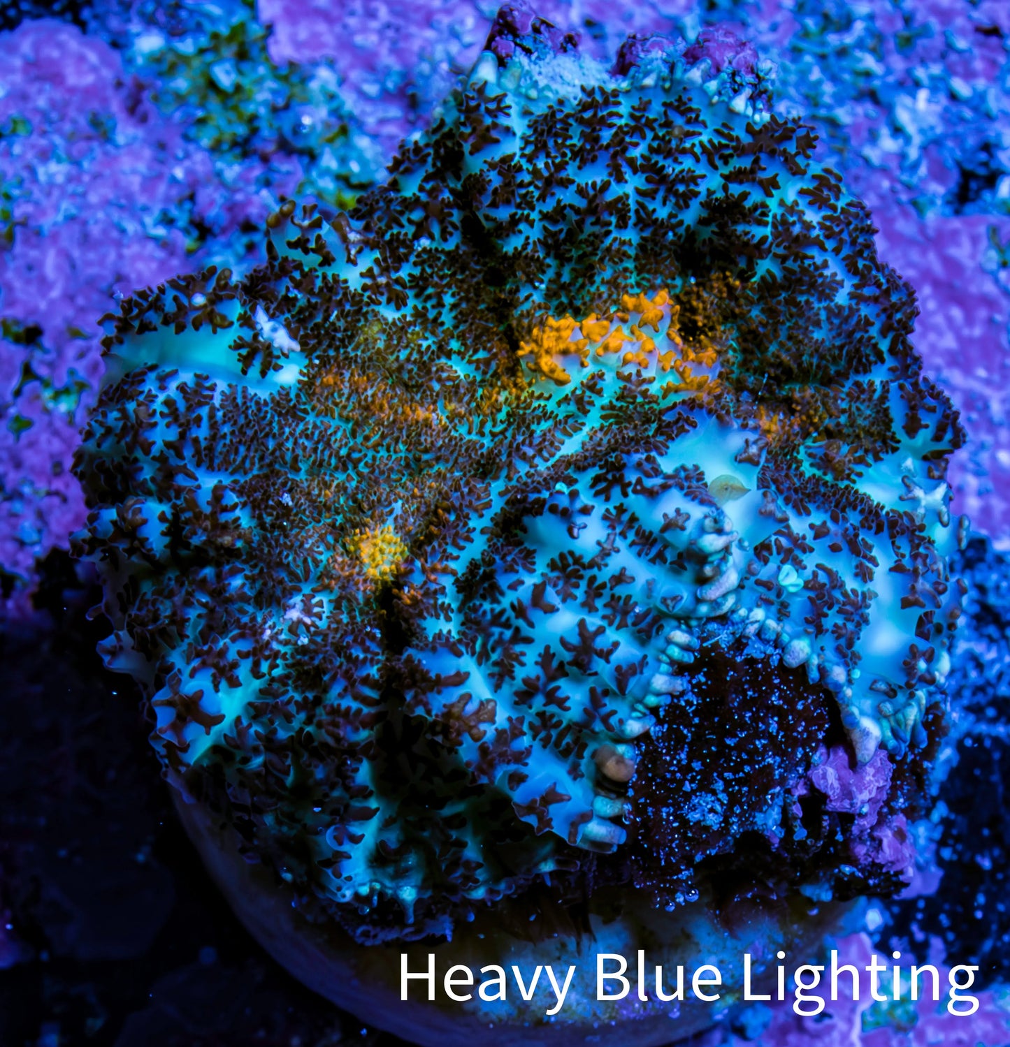 Ultra Rhodactis Coral WYSIWYG 2cm Ultra Rhodactis Coral WYSIWYG 2cm Animals & Pet Supplies Ultra Rhodactis Coral WYSIWYG 2cm Zeo Box Reef