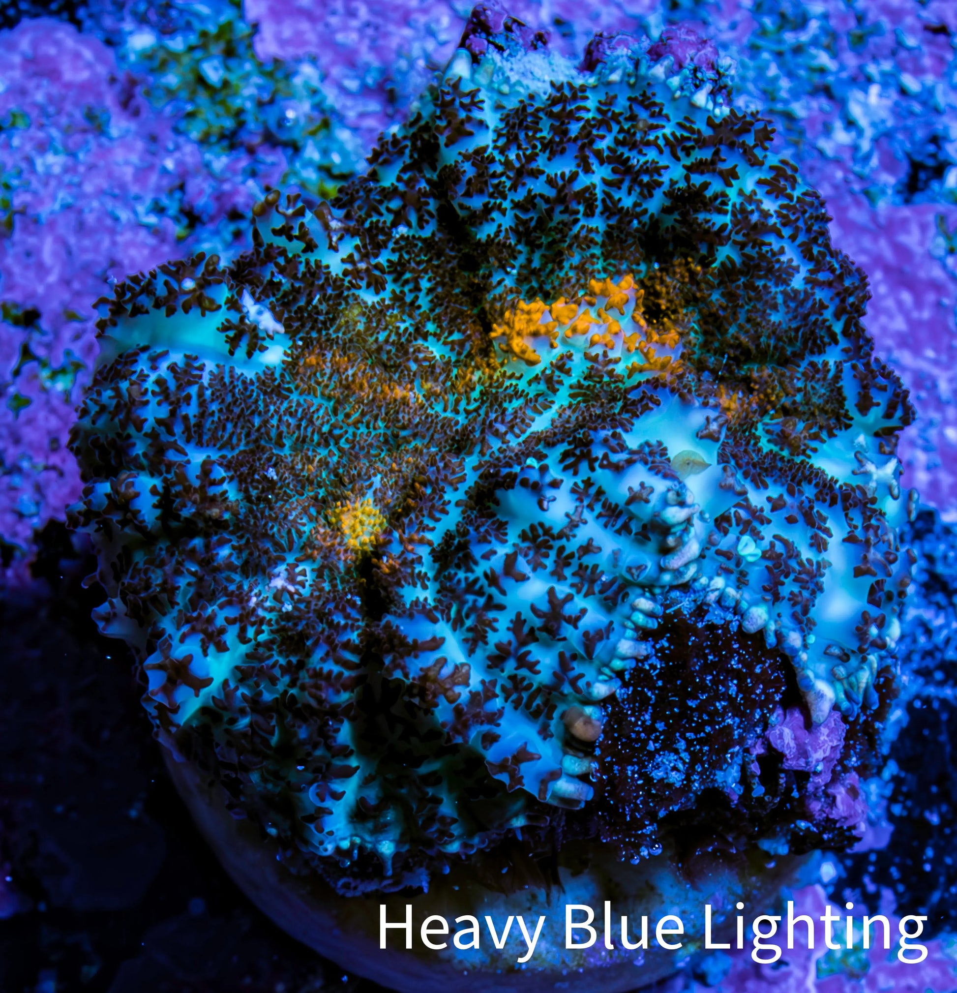Ultra Rhodactis Coral WYSIWYG 2cm Ultra Rhodactis Coral WYSIWYG 2cm Animals & Pet Supplies Ultra Rhodactis Coral WYSIWYG 2cm Zeo Box Reef