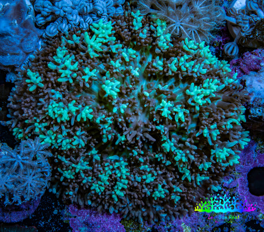 Ultra Rhodactis Coral WYSIWYG 6cm Ultra Rhodactis Coral WYSIWYG 6cm Soft Coral Ultra Rhodactis Coral WYSIWYG 6cm Zeo Box Reef