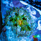 Ultra Ricordea Coral  WYSIWYG 1cm Ultra Ricordea Coral  WYSIWYG 1cm Soft Coral Ultra Ricordea Coral  WYSIWYG 1cm Zeo Box Reef
