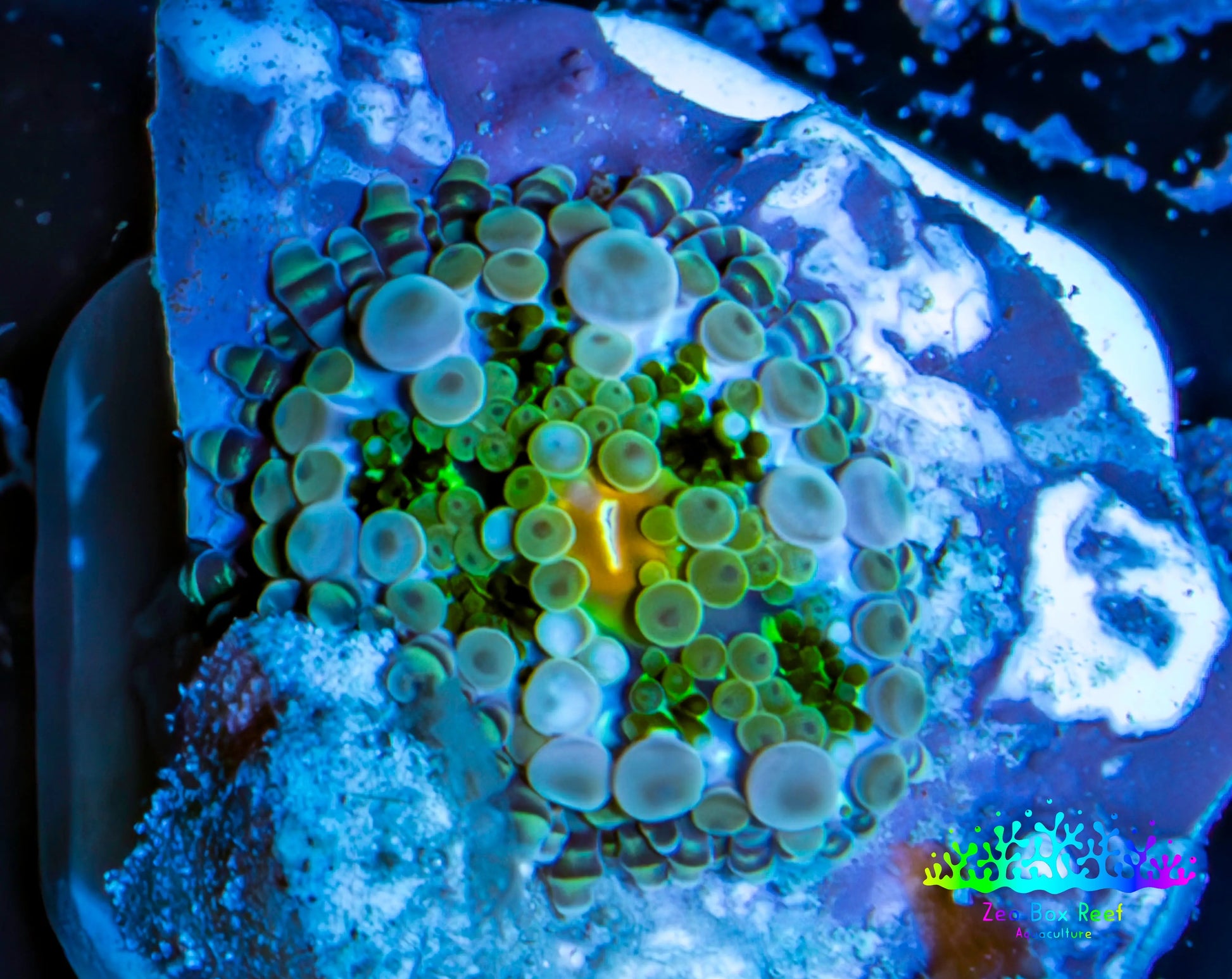 Ultra Ricordea Coral  WYSIWYG 1cm Ultra Ricordea Coral  WYSIWYG 1cm Soft Coral Ultra Ricordea Coral  WYSIWYG 1cm Zeo Box Reef