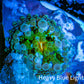 Ultra Ricordea Coral  WYSIWYG 1cm Ultra Ricordea Coral  WYSIWYG 1cm Soft Coral Ultra Ricordea Coral  WYSIWYG 1cm Zeo Box Reef