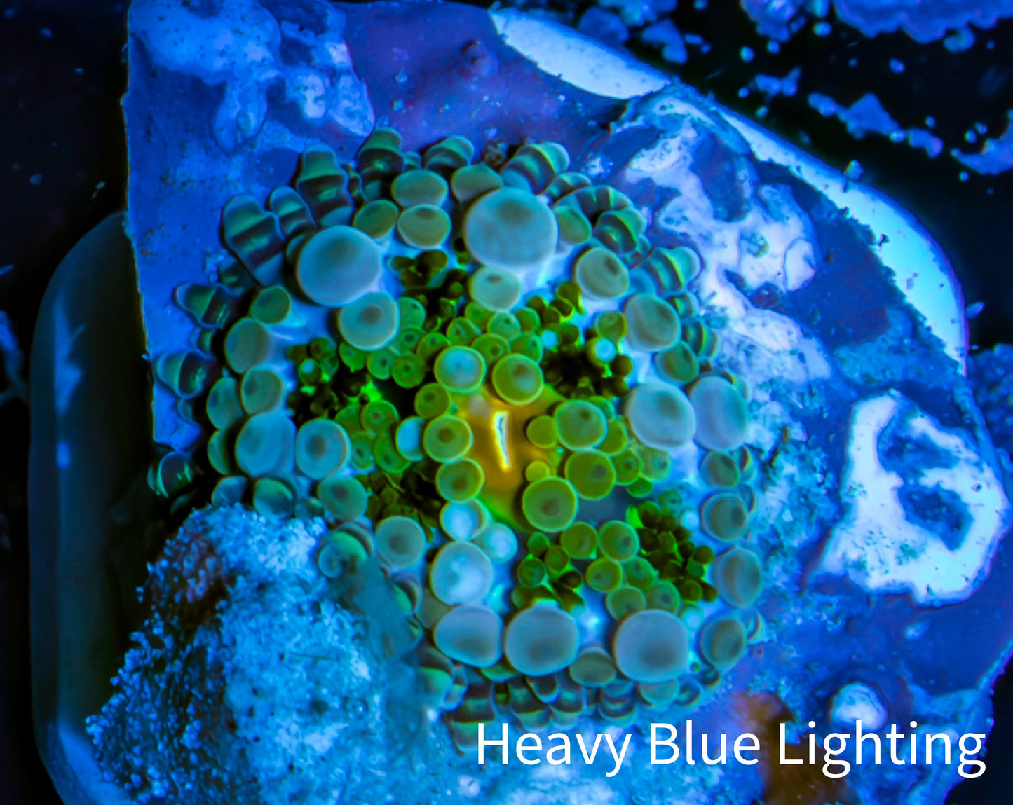 Ultra Ricordea Coral  WYSIWYG 1cm Ultra Ricordea Coral  WYSIWYG 1cm Soft Coral Ultra Ricordea Coral  WYSIWYG 1cm Zeo Box Reef