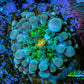 Ultra Ricordea Coral  WYSIWYG 1cm Ultra Ricordea Coral  WYSIWYG 1cm Soft Coral Ultra Ricordea Coral  WYSIWYG 1cm Zeo Box Reef