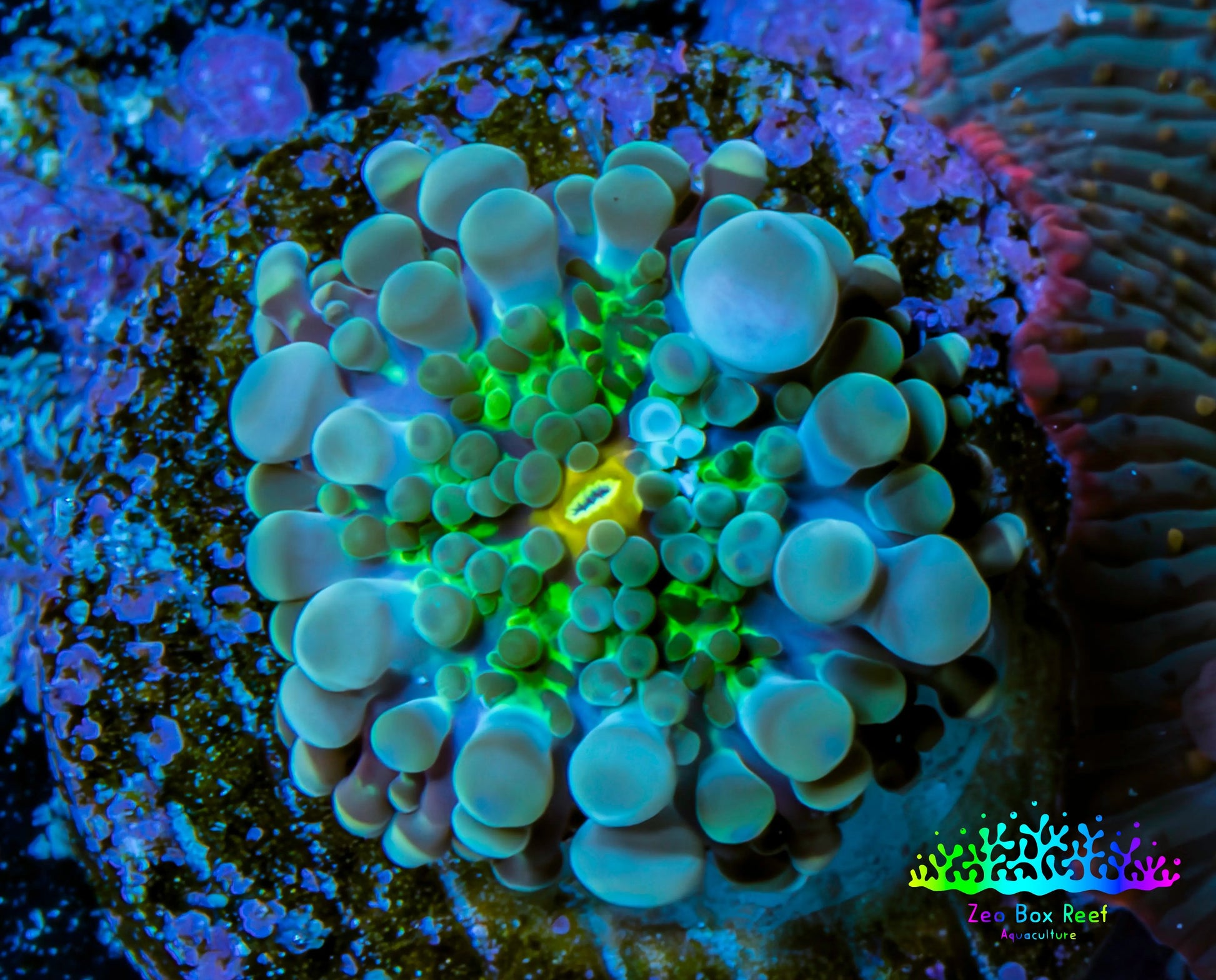 Ultra Ricordea Coral  WYSIWYG 1cm Ultra Ricordea Coral  WYSIWYG 1cm Soft Coral Ultra Ricordea Coral  WYSIWYG 1cm Zeo Box Reef