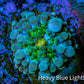 Ultra Ricordea Coral  WYSIWYG 1cm Ultra Ricordea Coral  WYSIWYG 1cm Soft Coral Ultra Ricordea Coral  WYSIWYG 1cm Zeo Box Reef