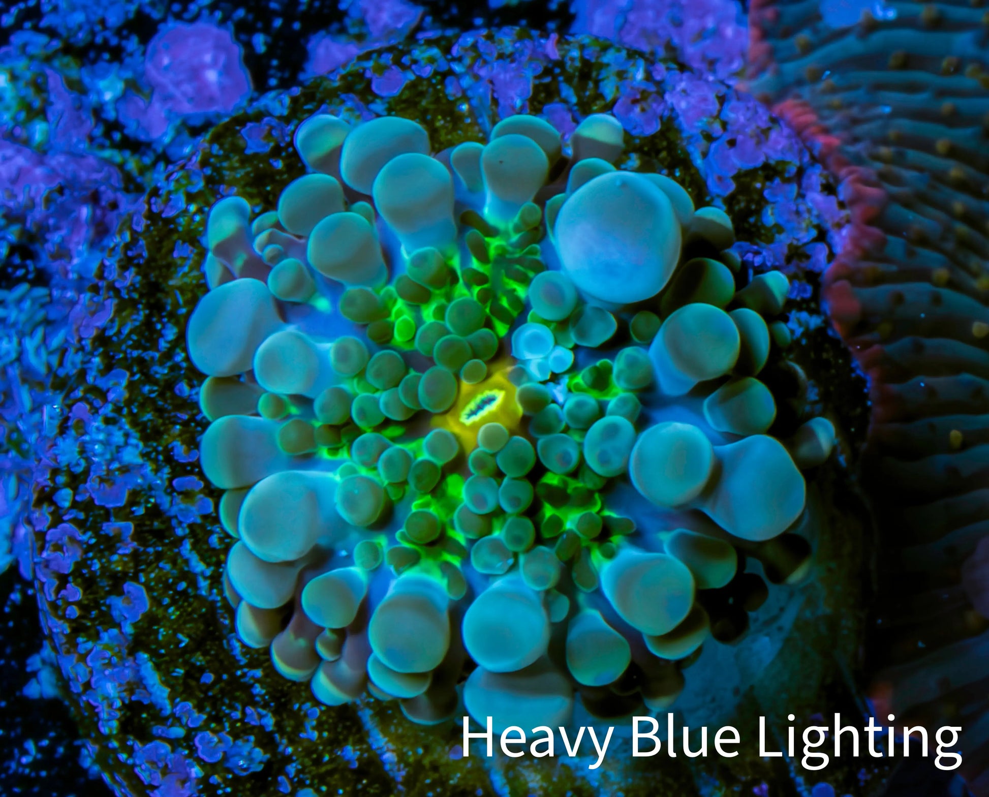 Ultra Ricordea Coral  WYSIWYG 1cm Ultra Ricordea Coral  WYSIWYG 1cm Soft Coral Ultra Ricordea Coral  WYSIWYG 1cm Zeo Box Reef