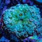 Ultra Ricordea Coral  WYSIWYG 2.5cm Ultra Ricordea Coral  WYSIWYG 2.5cm Soft Coral Ultra Ricordea Coral  WYSIWYG 2.5cm Zeo Box Reef