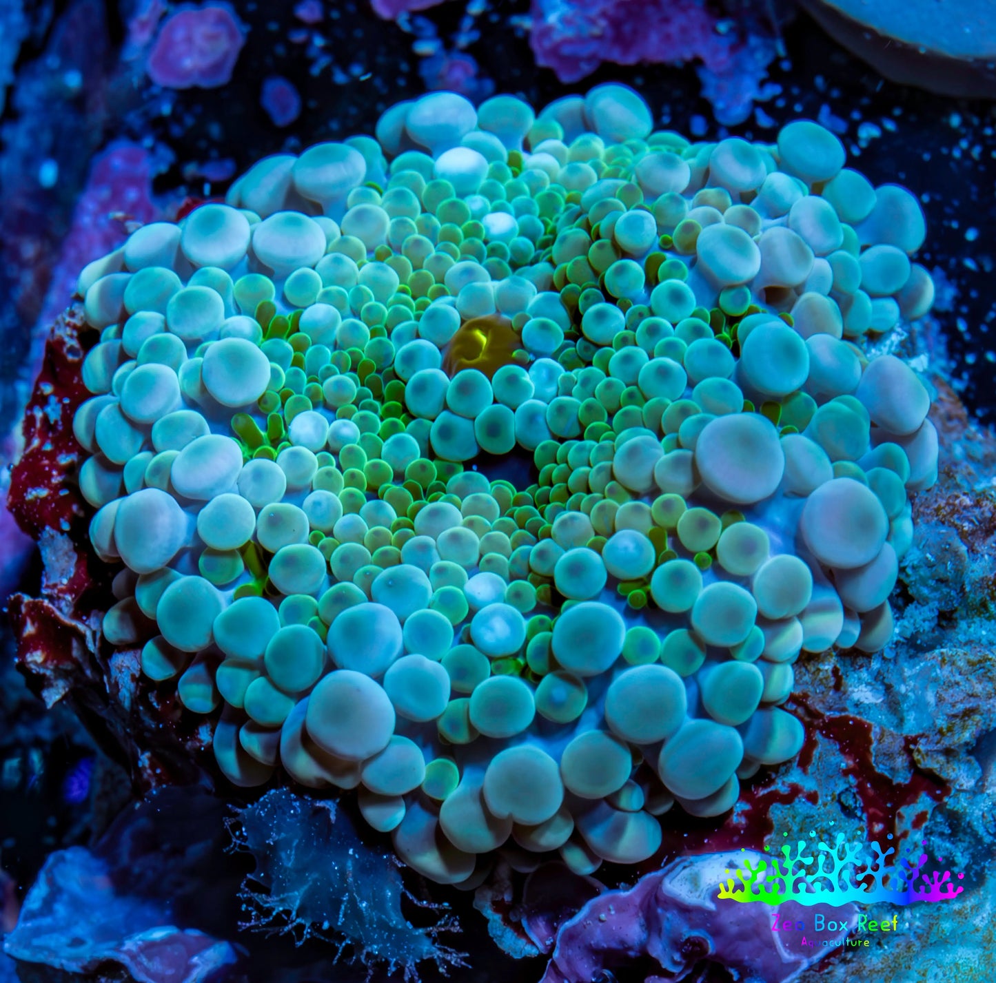 Ultra Ricordea Coral  WYSIWYG 2.5cm Ultra Ricordea Coral  WYSIWYG 2.5cm Soft Coral Ultra Ricordea Coral  WYSIWYG 2.5cm Zeo Box Reef