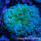 Ultra Ricordea Coral  WYSIWYG 2.5cm Ultra Ricordea Coral  WYSIWYG 2.5cm Soft Coral Ultra Ricordea Coral  WYSIWYG 2.5cm Zeo Box Reef