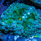 Ultra Ricordea Coral  WYSIWYG 2cm Ultra Ricordea Coral  WYSIWYG 2cm Soft Coral Ultra Ricordea Coral  WYSIWYG 2cm Zeo Box Reef