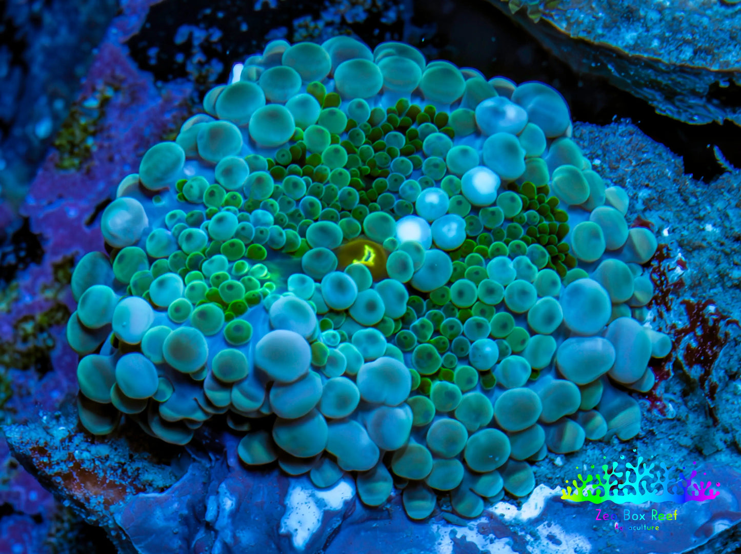 Ultra Ricordea Coral  WYSIWYG 2cm Ultra Ricordea Coral  WYSIWYG 2cm Soft Coral Ultra Ricordea Coral  WYSIWYG 2cm Zeo Box Reef