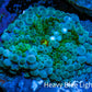 Ultra Ricordea Coral  WYSIWYG 2cm Ultra Ricordea Coral  WYSIWYG 2cm Soft Coral Ultra Ricordea Coral  WYSIWYG 2cm Zeo Box Reef