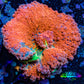 Ultra Ricordea Coral  WYSIWYG 3.5cm Ultra Ricordea Coral  WYSIWYG 3.5cm Soft Coral Ultra Ricordea Coral  WYSIWYG 3.5cm Zeo Box Reef