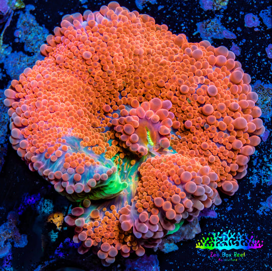 Ultra Ricordea Coral  WYSIWYG 3.5cm Ultra Ricordea Coral  WYSIWYG 3.5cm Soft Coral Ultra Ricordea Coral  WYSIWYG 3.5cm Zeo Box Reef