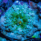 Ultra Ricordea Coral  WYSIWYG 3cm Ultra Ricordea Coral  WYSIWYG 3cm Soft Coral Ultra Ricordea Coral  WYSIWYG 3cm Zeo Box Reef