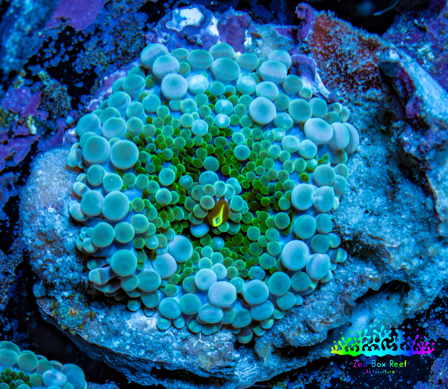 Ultra Ricordea Coral  WYSIWYG 3cm Ultra Ricordea Coral  WYSIWYG 3cm Soft Coral Ultra Ricordea Coral  WYSIWYG 3cm Zeo Box Reef
