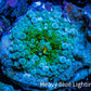 Ultra Ricordea Coral  WYSIWYG 3cm Ultra Ricordea Coral  WYSIWYG 3cm Soft Coral Ultra Ricordea Coral  WYSIWYG 3cm Zeo Box Reef