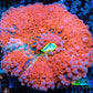 Ultra Ricordea Coral  WYSIWYG 4cm Ultra Ricordea Coral  WYSIWYG 4cm Soft Coral Ultra Ricordea Coral  WYSIWYG 4cm Zeo Box Reef
