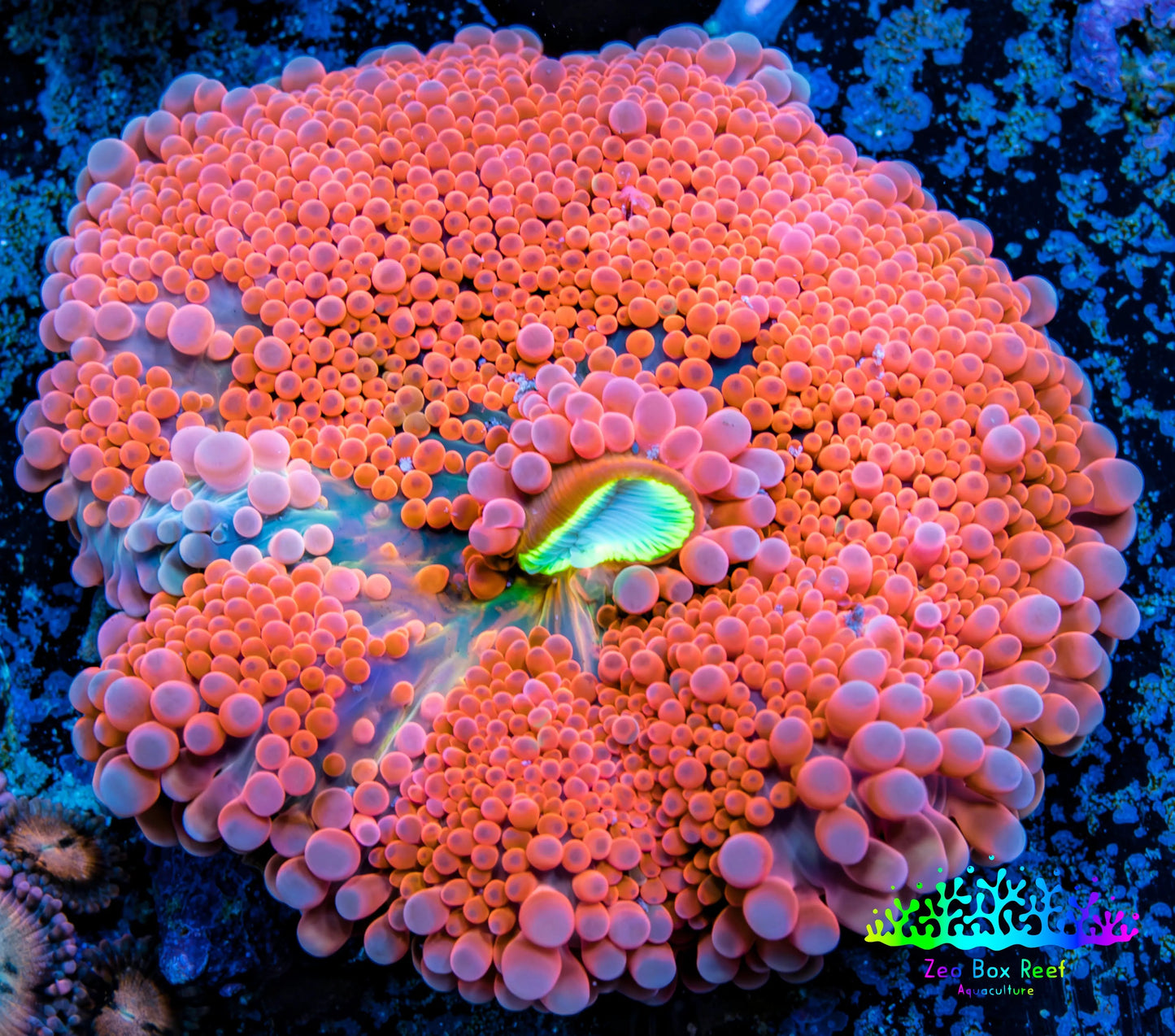 Ultra Ricordea Coral  WYSIWYG 4cm Ultra Ricordea Coral  WYSIWYG 4cm Soft Coral Ultra Ricordea Coral  WYSIWYG 4cm Zeo Box Reef