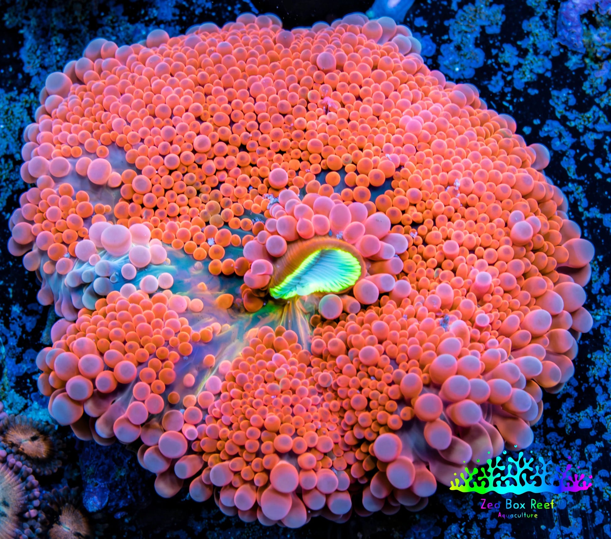 Ultra Ricordea Coral  WYSIWYG 4cm Ultra Ricordea Coral  WYSIWYG 4cm Soft Coral Ultra Ricordea Coral  WYSIWYG 4cm Zeo Box Reef